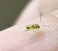 Dioclerus himalayanus