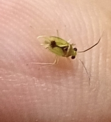 Dioclerus himalayanus