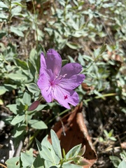 Epilobium rigidum