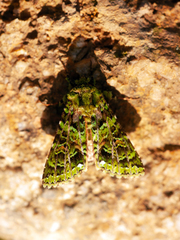 Heterochroma berylloides