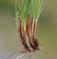 Carex myosuroides
