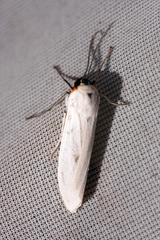 Pygarctia