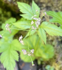 Osmorhiza purpurea