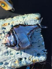 Argyropelecus aculeatus