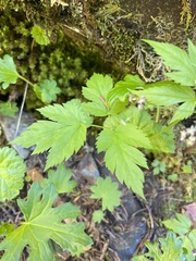 Osmorhiza purpurea