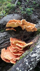 Laetiporus montanus