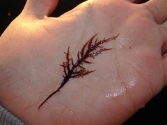 Chondracanthus teedei