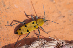 Chlorophorus glabromaculatus