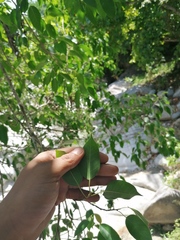 Ficus pertusa