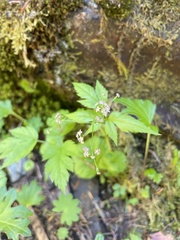 Osmorhiza purpurea