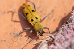 Chlorophorus glabromaculatus