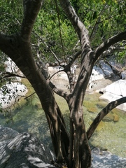 Ficus pertusa