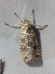 Lophocampa lesieuri