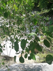Ficus pertusa