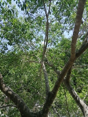 Ficus pertusa