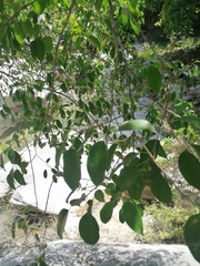 Ficus pertusa