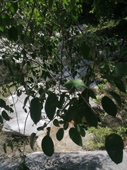 Ficus pertusa