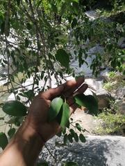 Ficus pertusa