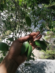 Ficus pertusa