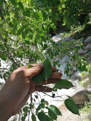 Ficus pertusa