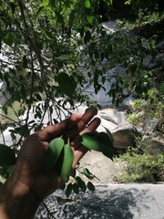 Ficus pertusa