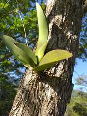 Vandoideae