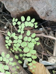 Adiantum poiretii