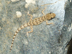 Mediodactylus heterocercus