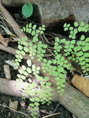 Adiantum poiretii