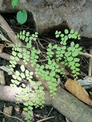 Adiantum poiretii