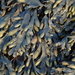 Fucus macroguiryi - Photo (c) Duarte Frade, some rights reserved (CC BY), uploaded by Duarte Frade