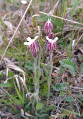Silene involucrata