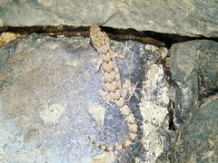 Mediodactylus heterocercus