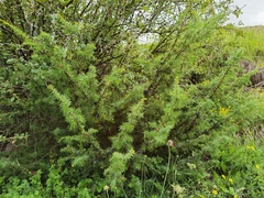 Juniperus communis communis