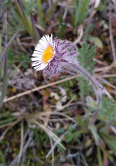 Erigeron eriocephalus