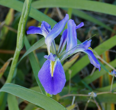 Iris hexagona