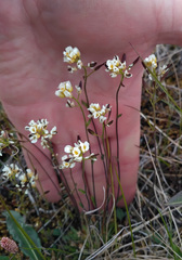 Draba hirta