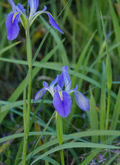 Iris hexagona