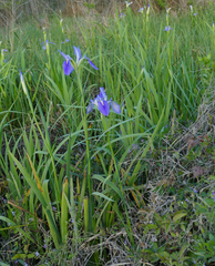Iris hexagona