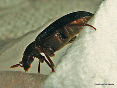 Dermestes