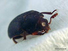 Dermestes