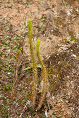 Huperzia appressa