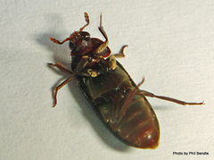 Dermestes