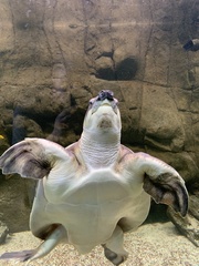 Carettochelys insculpta