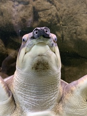 Carettochelys insculpta