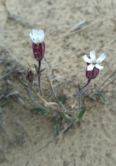 Silene involucrata