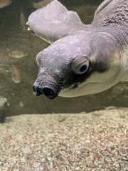 Carettochelys insculpta