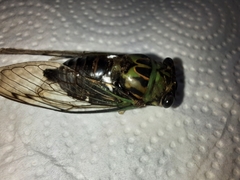 Neotibicen pruinosus