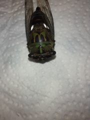 Neotibicen pruinosus