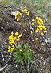 Draba glacialis
